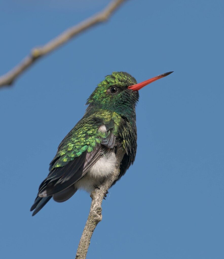 glittering-bellied emerald, hummingbird, ornithology-8649006.jpg